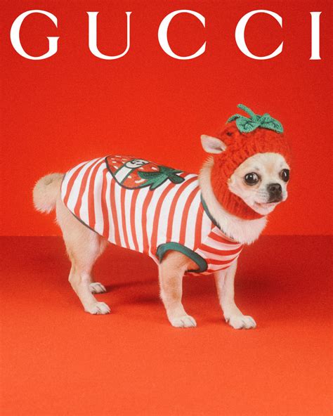 hondenkleding gucci|gucci pet store.